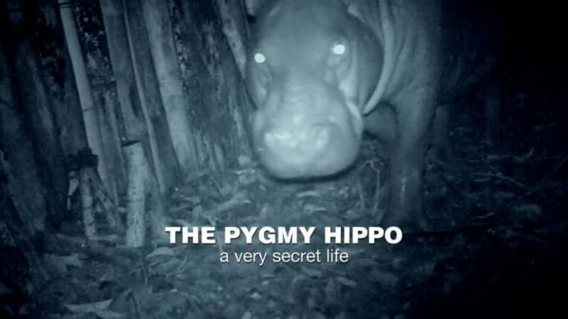 纪录片《侏儒河马：非常秘密的生活 The Pygmy Hippo: A Very Secret Life》[无字][BT][720P]资源下载