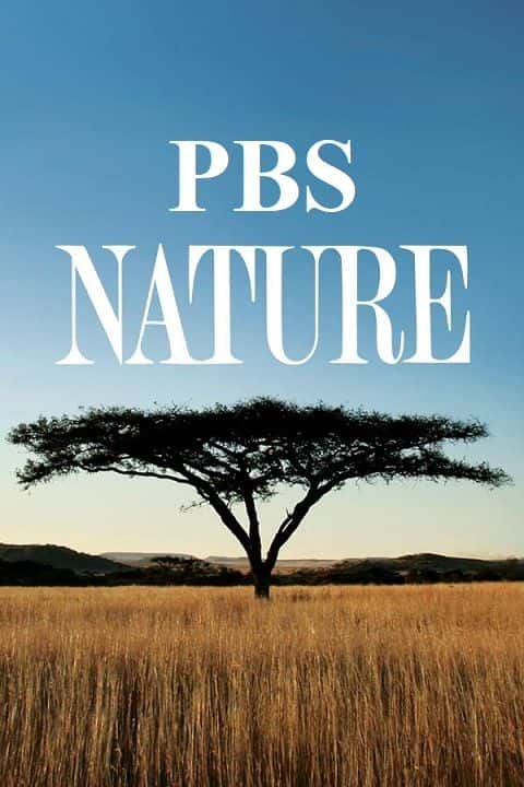 ¼ƬPBS Natureϵ 40 PBS Nature: Series 401080P-Ļ/Ļ