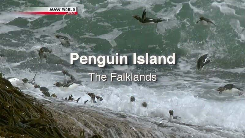 ¼Ƭ쵺Ⱥ Penguin Island: The Falklandsȫ1-Ļ/Ļ