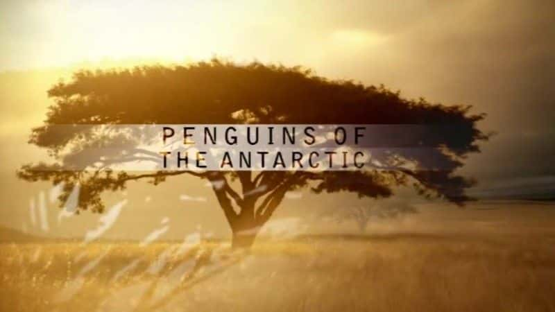 ¼Ƭϼ (PBS) Penguins of the Antarctic (PBS)720Pȫ1-Ļ/Ļ