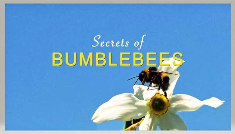 ¼ƬƷ Secrets of Bumblebees1080P-Ļ/Ļ