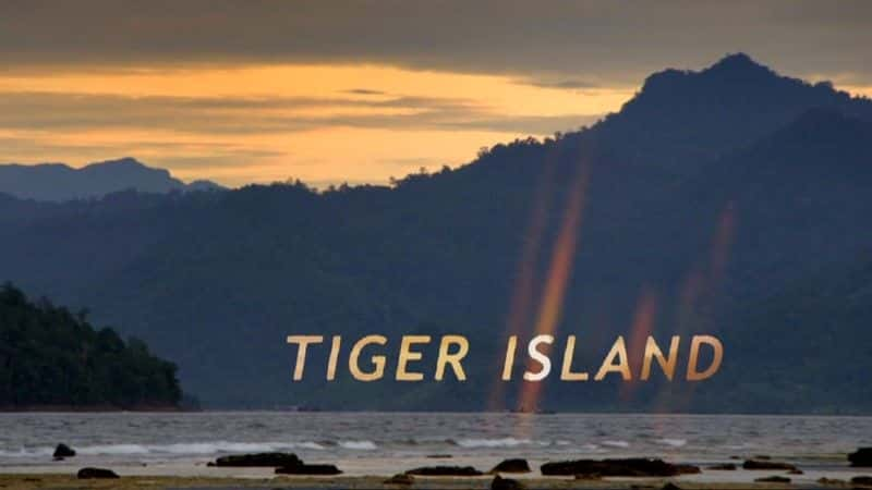 纪录片《老虎岛（BBC） Tiger Island (BBC)》[无字][BT][1080P]资源下载