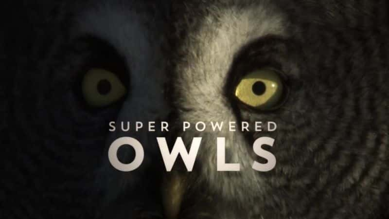 纪录片《超级动力猫头鹰 Super Powered Owls》[无字][BT][720P]资源下载