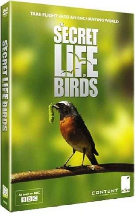 纪录片《鸟类的秘密生活 Secret Life of Birds》[无字][BT][1080P]资源下载