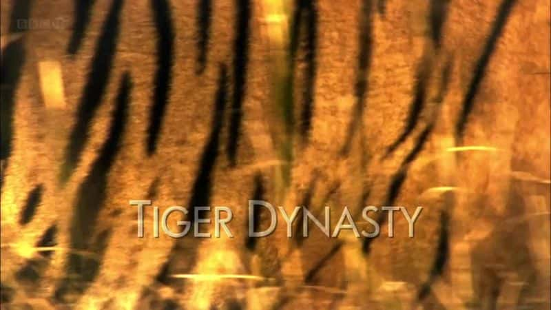 纪录片《老虎王朝 Tiger Dynasty》[无字][BT][720P]资源下载