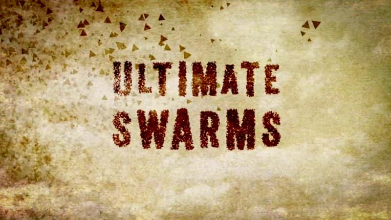 纪录片《终极蜂群 Ultimate Swarms》[无字][BT][720P]资源下载