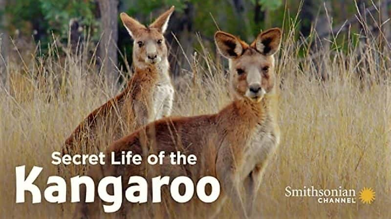 纪录片《袋鼠的秘密生活：系列 1 Secret Life of the Kangaroo: Series 1》[无字][BT][720P]资源下载