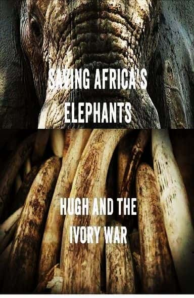 纪录片《拯救非洲大象：休和象牙战争 Saving Africa's Elephants: Hugh and the Ivory War》[无字] [BT][DVD画质]资源下载