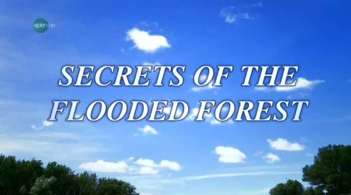 纪录片《被水淹没的森林的秘密 - 多瑙河国家公园 Secrets of the Flooded Forest - Danube National Park》[无字][BT][720P]资源下载