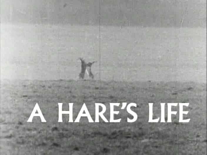 ¼ƬҰõһ A Hare's Life720Pȫ1-Ļ/Ļ