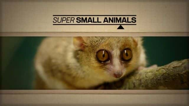 纪录片《超级小动物 Super Small Animals》[无字] [BT][DVD画质]资源下载