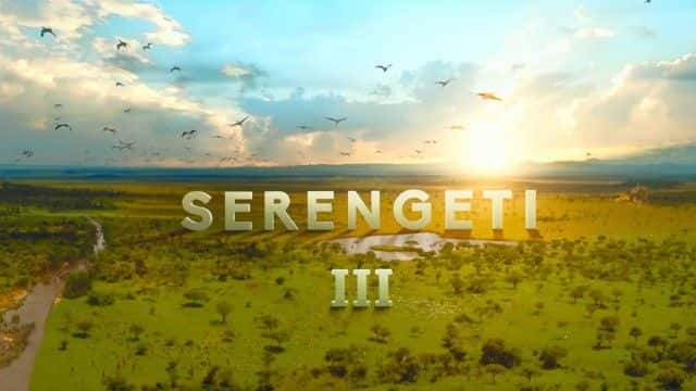 ¼Ƭ׸ǵ III (BBC) Serengeti III (BBC)1080Pȫ6-Ļ/Ļ