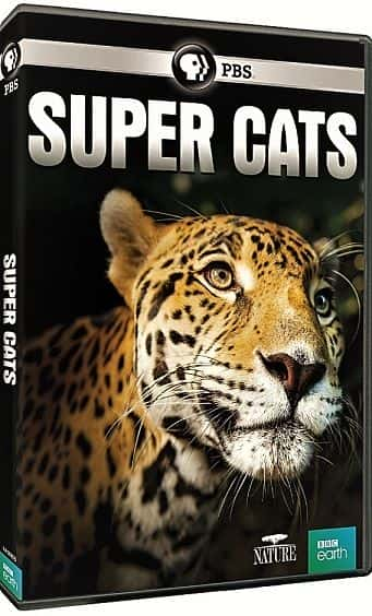 纪录片《超级猫系列 1 Super Cats Series 1》[无字][BT][720P]资源下载