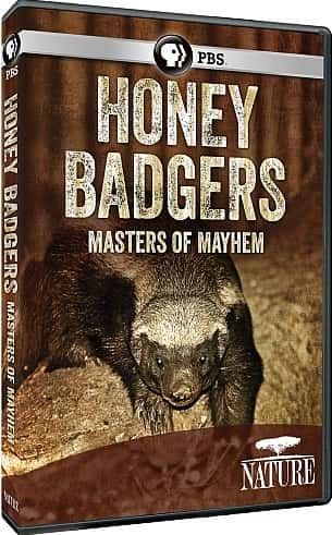 纪录片《蜜獾：混乱大师 Honey Badgers: Masters of Mayhem》[无字][BT][720P]资源下载