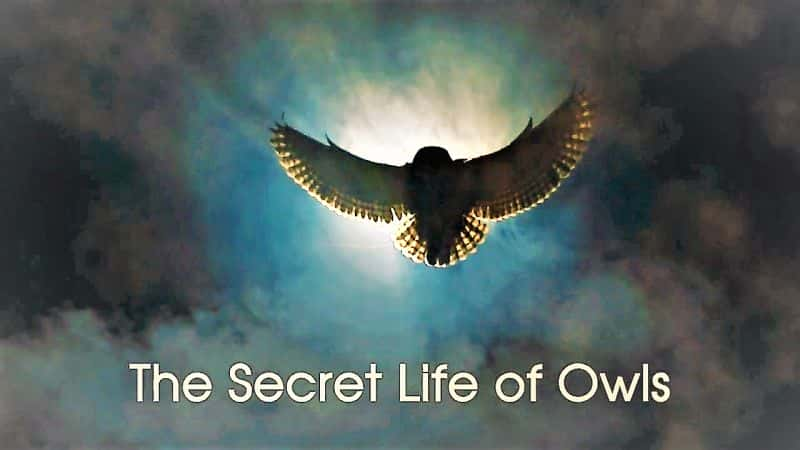 纪录片《猫头鹰的秘密生活 The Secret Life of Owls》[无字] [BT][DVD画质]资源下载