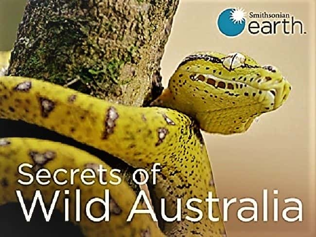 纪录片《狂野澳大利亚的秘密：系列 1 Secrets of Wild Australia: Series 1》[无字][BT][720P]资源下载