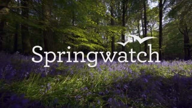 ¼Ƭ2022 괺۲ Springwatch 20221080P-Ļ/Ļ