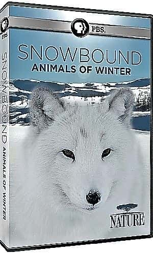 纪录片《雪困：冬天的动物 Snowbound: Animals of Winter》[无字][BT][720P][DVD]双画质资源下载