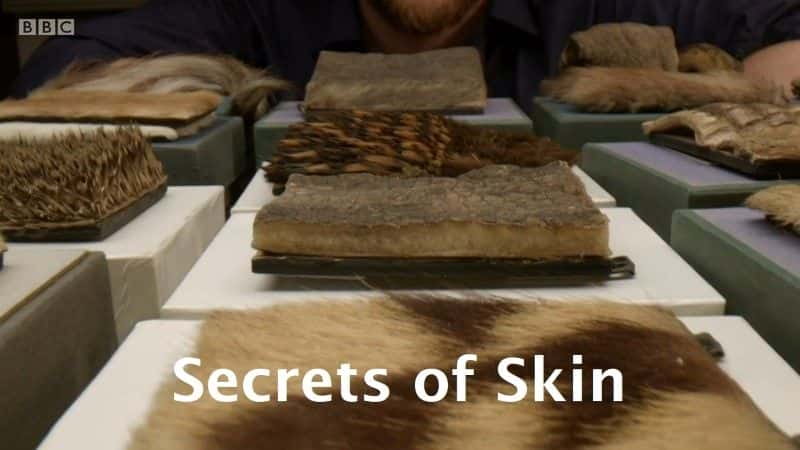 ¼ƬƤϵ1 Secrets of Skin Series 1ȫ1-Ļ/Ļ