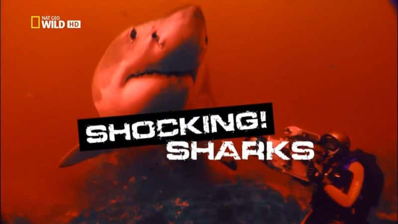 纪录片《令人震惊的鲨鱼 Shocking Sharks》[无字][BT][720P]资源下载