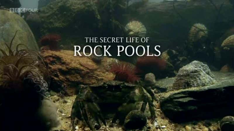 纪录片《岩石池的秘密生活 The Secret Life of Rock Pools》[无字][BT][720P]资源下载