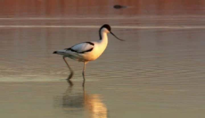 纪录片《鸟类的秘密生活 Secret Life of Birds》[无字][BT][1080P]资源下载