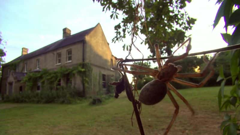 纪录片《蜘蛛屋（BBC） Spider House (BBC)》[无字][BT][720P]资源下载