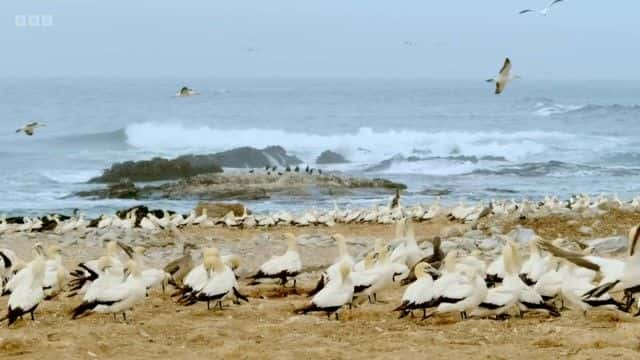 纪录片《海豹马拉天才海洋猎人 Sealgairean Mara Genius Sea Hunters》[无字][BT][720P]资源下载