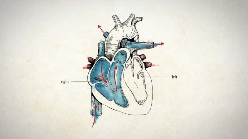 ¼ƬֲȥĻ Heart Transplant: A Chance to LiveĻ/Ļ