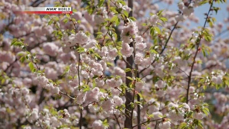 纪录片《东北的樱花 Tohoku's Cherry Blossoms》[无字][BT][DVD]资源下载