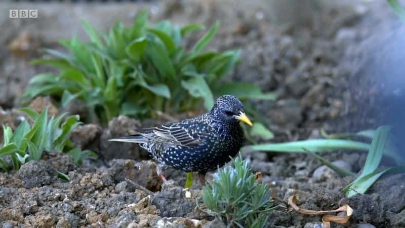 纪录片《Springwatch：花园里的狂野 Springwatch: Wild in the Garden》[无字][BT][720P]资源下载