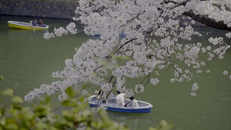 纪录片《樱花 Sakura》[无字][BT][1080P]资源下载