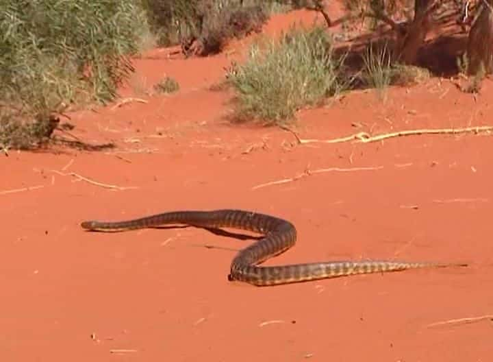 纪录片《野性澳大利亚 第一季 Untamed Australia Season 1》[无字][BT][1080P]资源下载