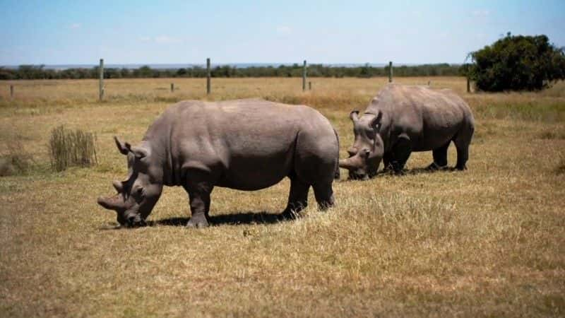 纪录片《苏丹：最后的犀牛 Sudan: The Last of the Rhinos》[无字][BT][720P][1080P]双画质资源下载