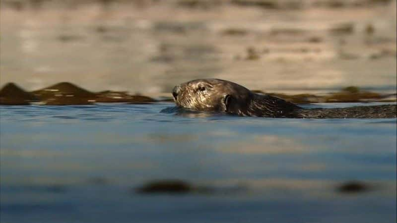 纪录片《海獭：百万美元宝贝 (BBC 1080p) Sea Otters: A Million Dollar Baby (BBC 1080p)》[无字][BT][1080P]资源下载