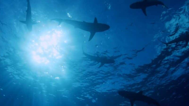 ¼Ƭĵ Sharks of Hawaii1080Pȫ1-Ļ/Ļ