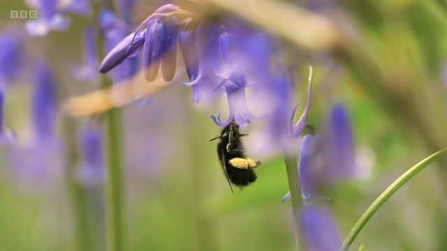 纪录片《Springwatch 红色按钮 2023 Springwatch Red Button 2023》[无字][BT][720P]资源下载