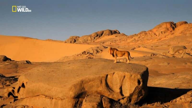 纪录片《消失的国王 - 纳米布沙漠之狮 Vanishing Kings - Desert Lions of Namib》[无字][BT][1080P]资源下载