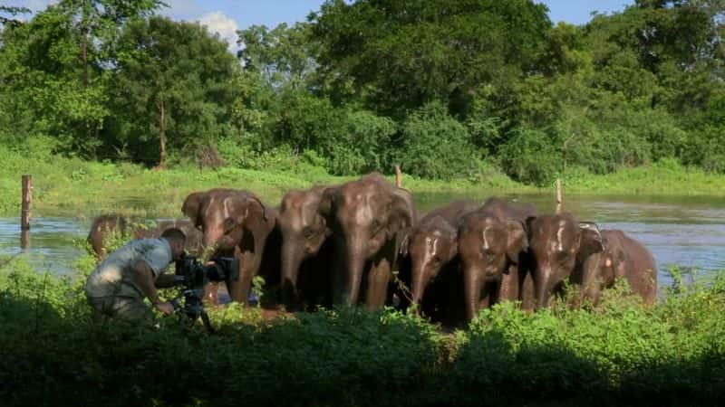 纪录片《斯里兰卡：象岛 Sri Lanka: Elephant Island》[无字][BT][720P][DVD]双画质资源下载