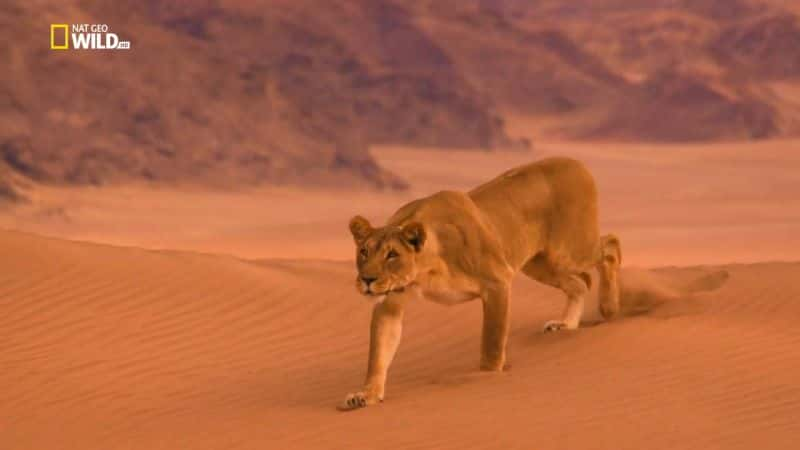 纪录片《消失的国王 - 纳米布沙漠之狮 Vanishing Kings - Desert Lions of Namib》[无字][BT][1080P]资源下载