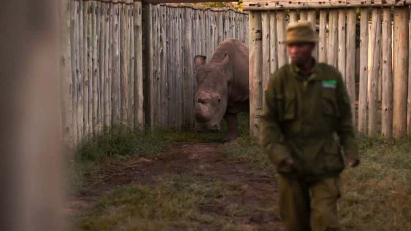 纪录片《苏丹：最后的犀牛 Sudan: The Last of the Rhinos》[无字][BT][720P][1080P]双画质资源下载