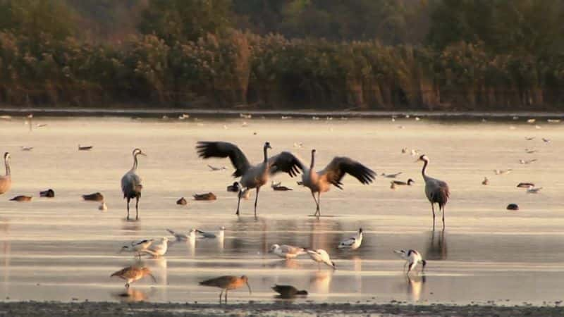 纪录片《这些鸟是为行走而生的 These Birds Were Made for Walking》[无字][BT][720P]资源下载