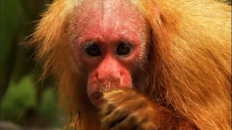 纪录片《Uakari：红猴子的秘密 Uakari: Secrets of the Red Monkey》[无字][BT][1080P]资源下载