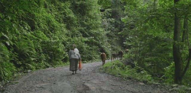 ¼Ƭջ𼦵ĲҶ Harvesting Turkey's Tea1080P-Ļ/Ļ