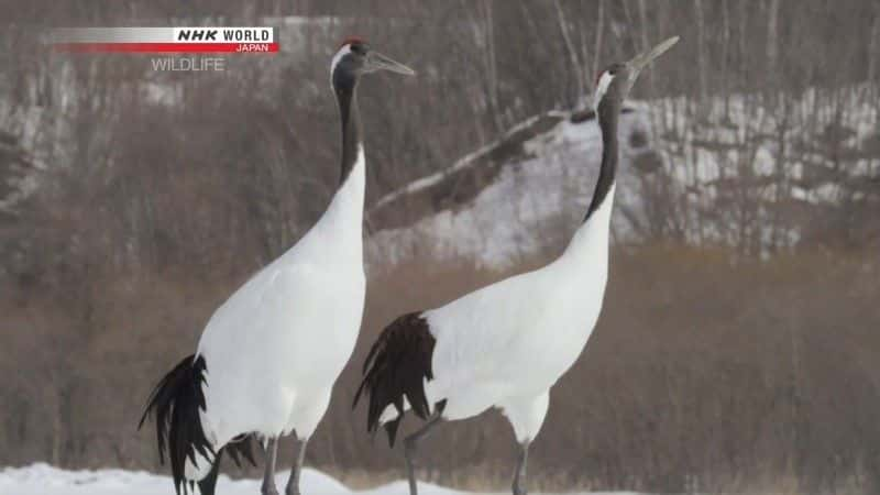 纪录片《丹顶鹤 水浒传说 丹顶鹤 Tancho Legend of the Marshes Red Crowned Crane》[无字] [BT][DVD画质][DVD]双画质资源下载