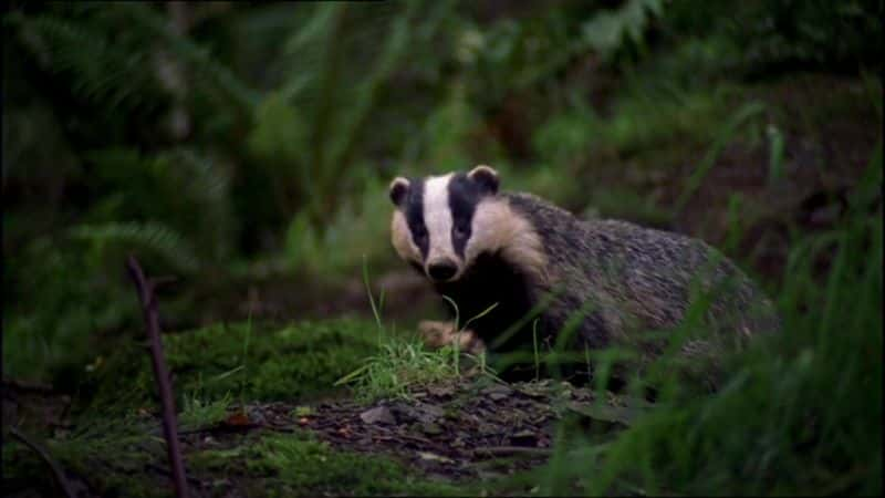 纪录片《2015 年复活节 Springwatch Springwatch at Easter 2015》[无字][BT][720P]资源下载