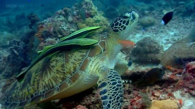 纪录片《海龟太平洋指南 (BBC) A Turtle's Guide to the Pacific (BBC)》[无字] [BT][DVD画质]资源下载