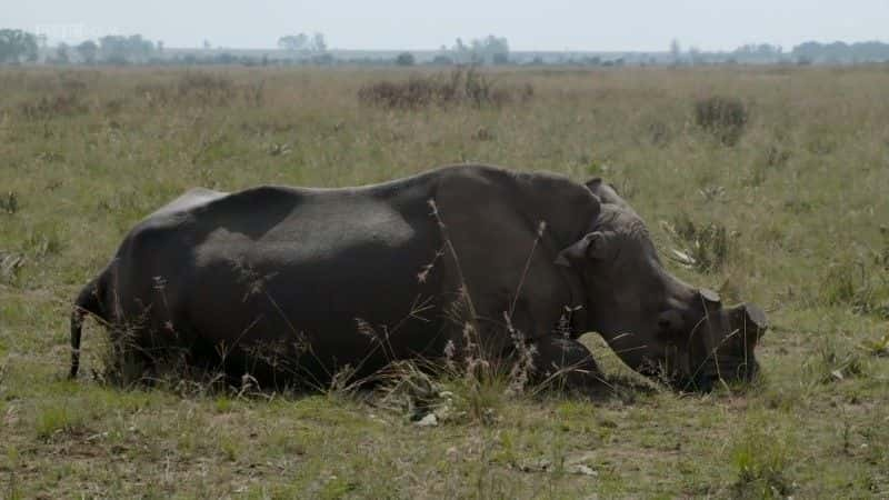 纪录片《奖杯：大型狩猎争议 Trophy: The Big Game Hunting Controversy》[无字] [BT][DVD画质]资源下载