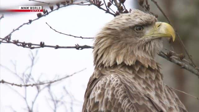 纪录片《北海道东部迎来春天 Spring Arrives in Eastern Hokkaido》[无字][BT][720P]资源下载