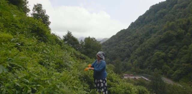 ¼Ƭջ𼦵ĲҶ Harvesting Turkey's Tea1080P-Ļ/Ļ